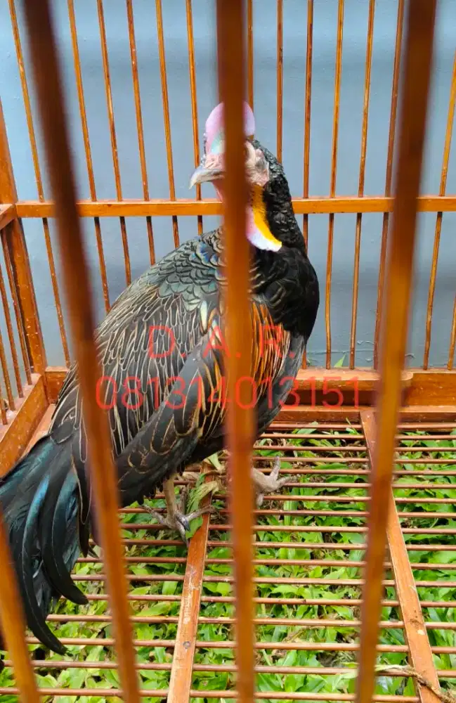 Ayam Hutan Hijau AHH