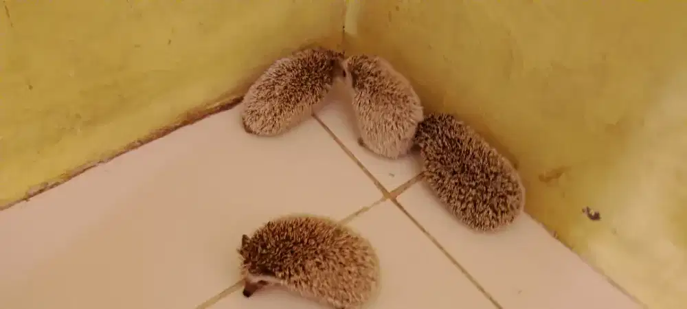 Landak mini lucu dan imut