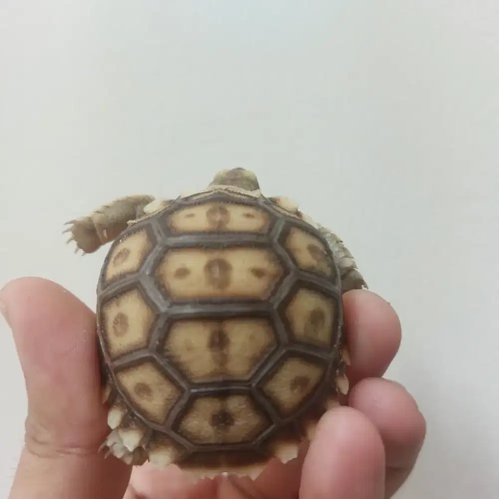 Kura kura darat sulcata cb surabaya