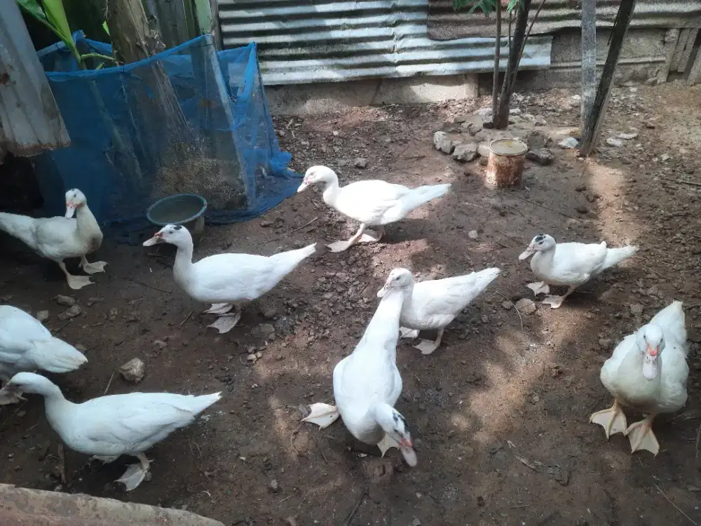 Dijual Entok Silangan Jumbo