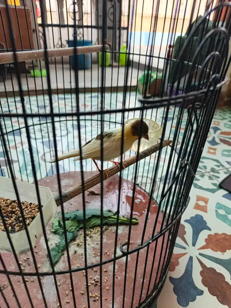 Kenari loper Panda masih PAUD burja