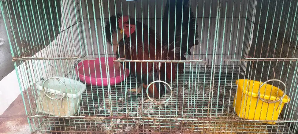 Ayam serama atau ayan kate sepasang
