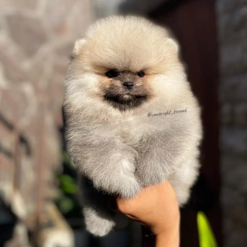 Pomeranian Betina