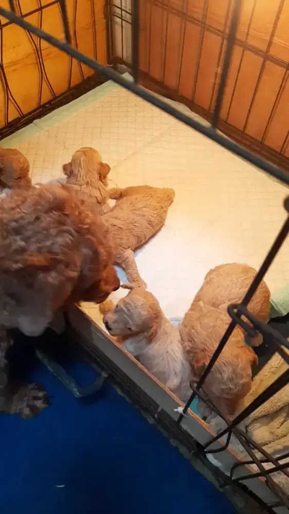 Silahkan open booking puppys poodle