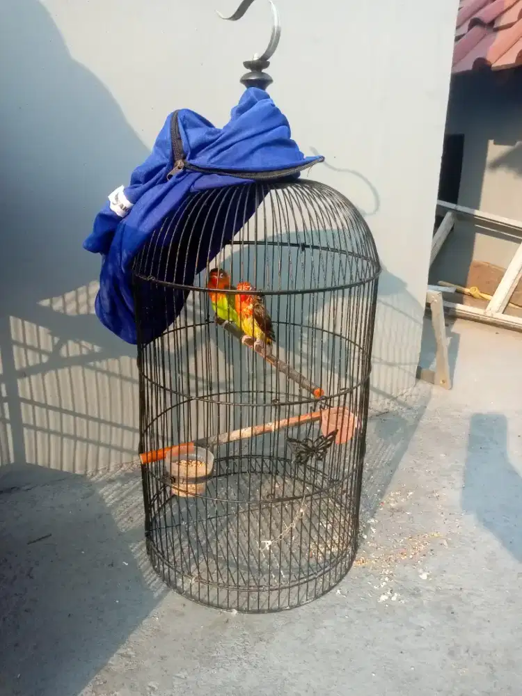 Sepasang Lovebird