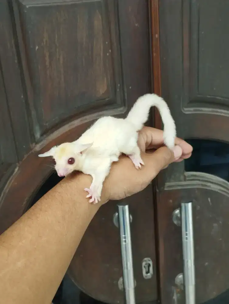 Sugar Glider Ruby Leucistic Mata Merah