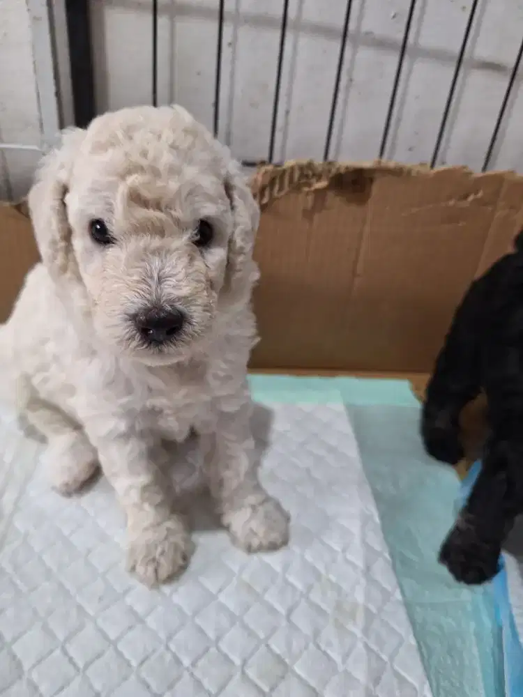 Poodle puppy jantan white