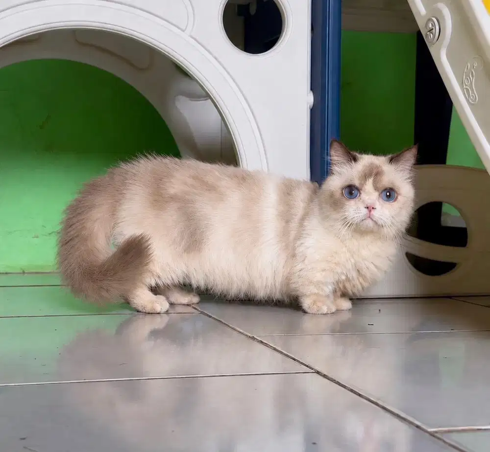 Munchkin ragdoll betina kaki pendek