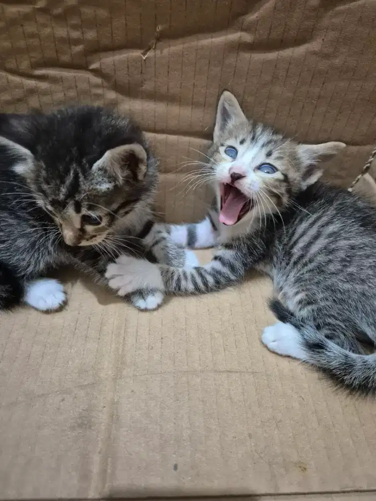 Gratis Kucing lokasi di pinang