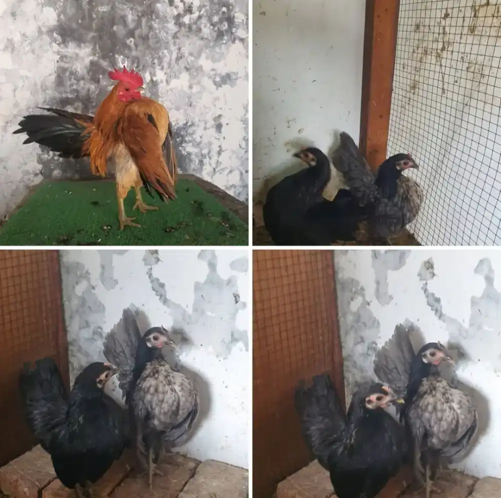 Paket breeding  ayam serama