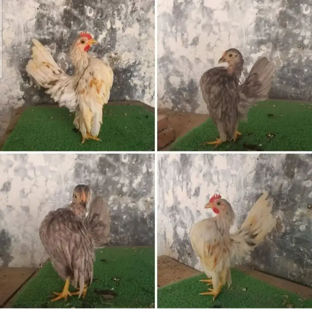 Srpasang ayam serama warna cantik