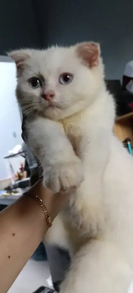 Scottish Fold Albino