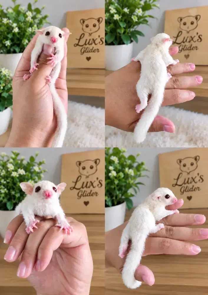 Sugar Glider Albino Betina