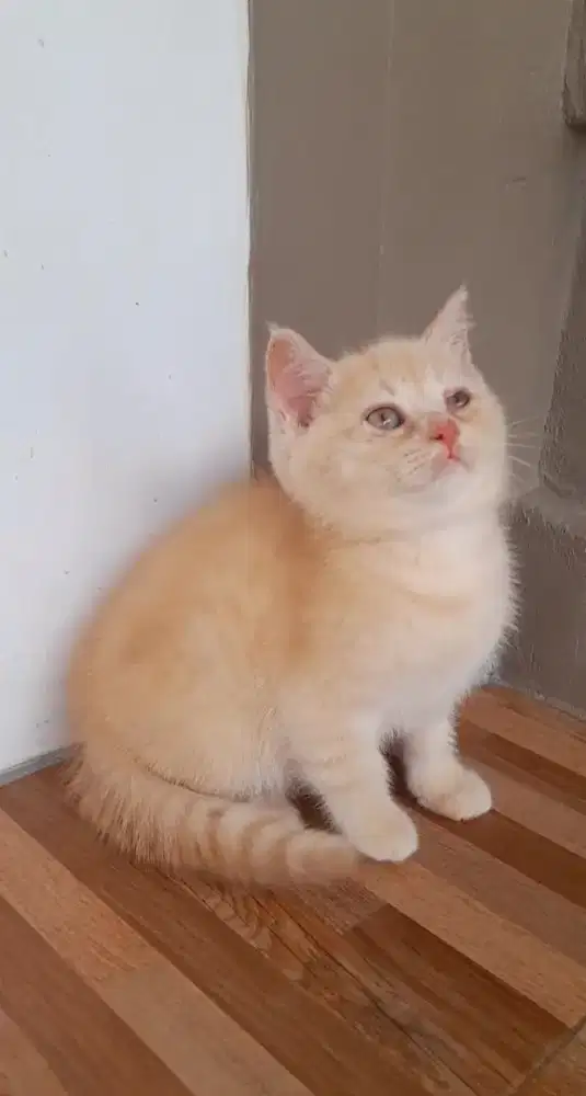 Kitten British shorthair