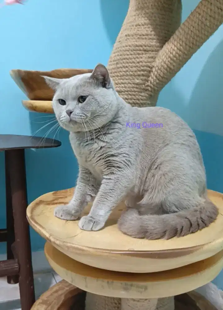 Kucing BSH British Shorthair Lilac Jantan 1 Tahun Pedigree WCF
