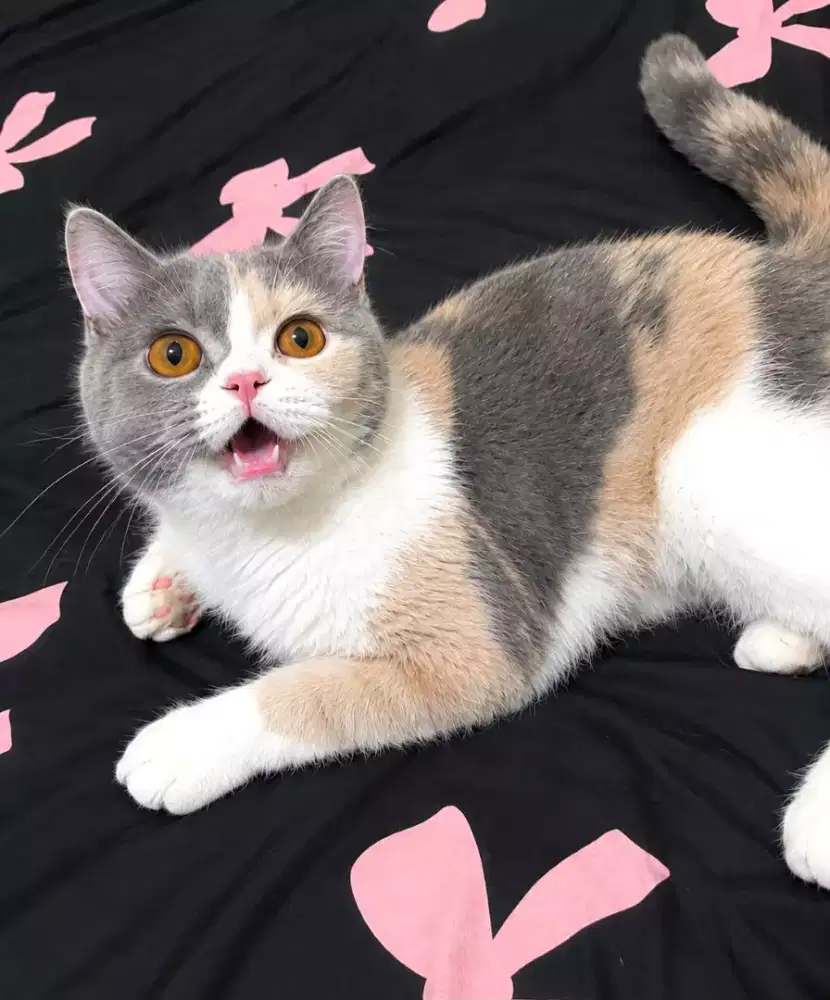 British shorthair calico dilute 5 bulan