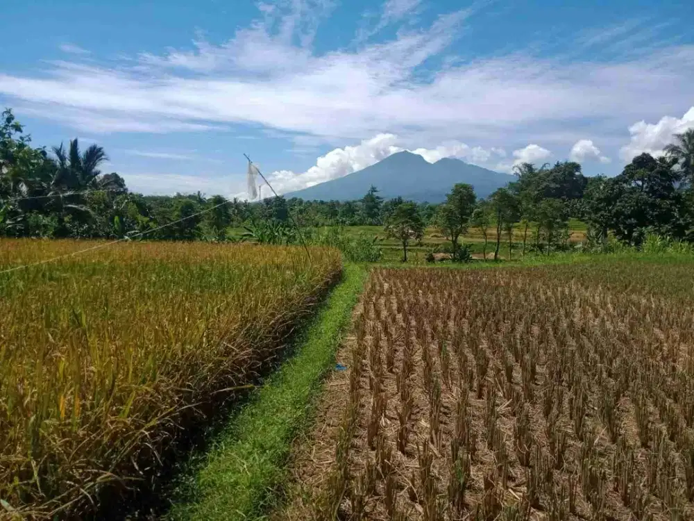 lokasi Sejuk view Gunung salak Buat Villa di pamijahan bogor barat