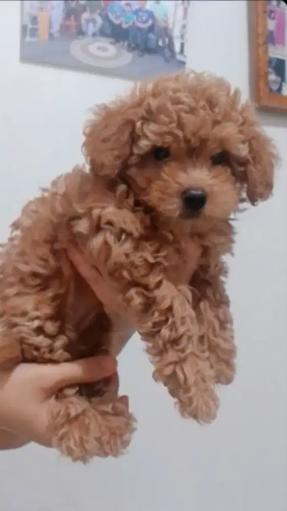 ANJING TINY POODLE LUCU