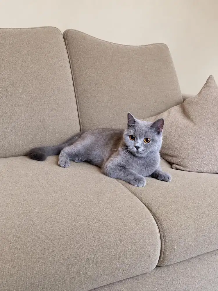 Kucing british shorthair kitten bsh scottish