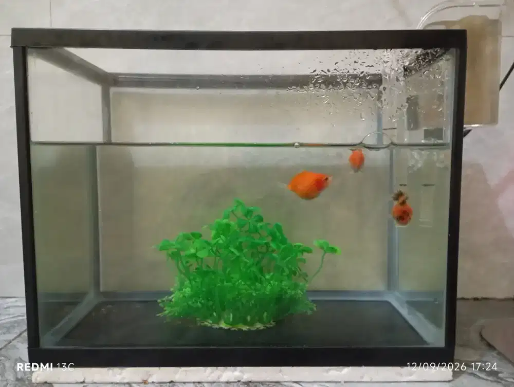 Aquarium, Filter & Ikan Koki