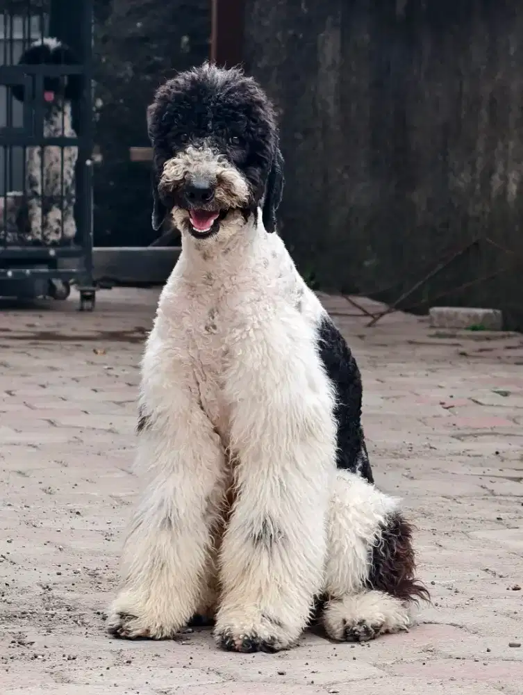 GIANT POODLE JANTAN STAMBUM VAKSIN LENGKAP