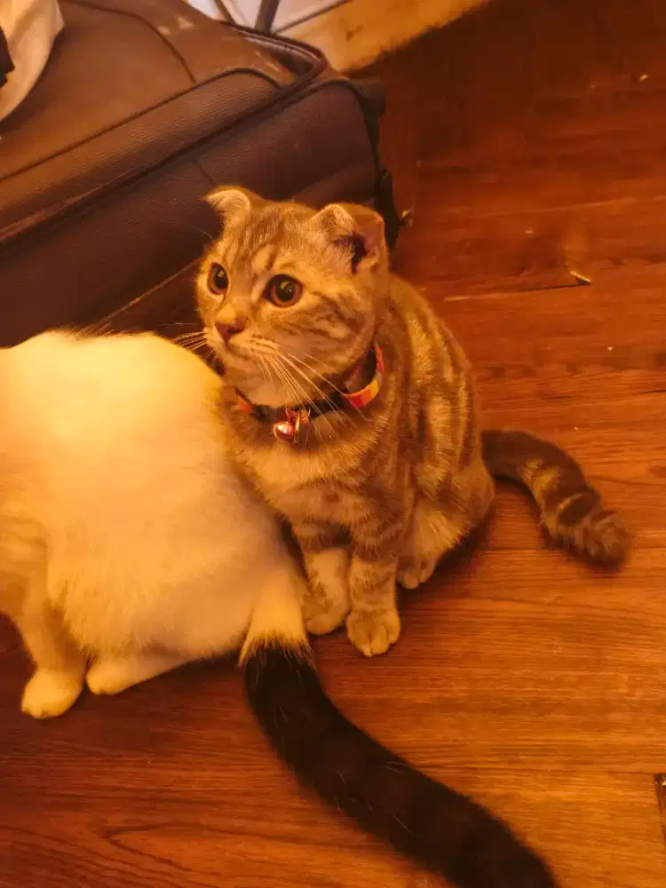 Lincah Mania n Manja Scottish Fold