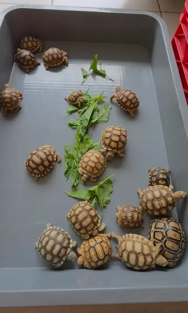 Kura kura Sulcata dan Pardalis 6.5 cm up Sehat dan Pilihan di Bekasi