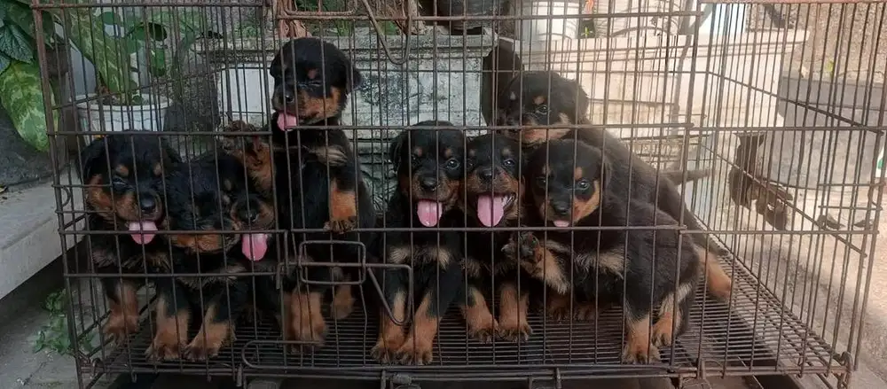 Puppy rottweiler