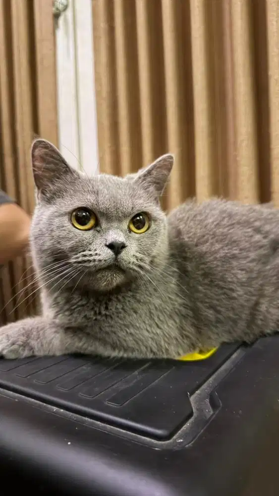 Kucing Induk BSH Blue Solid