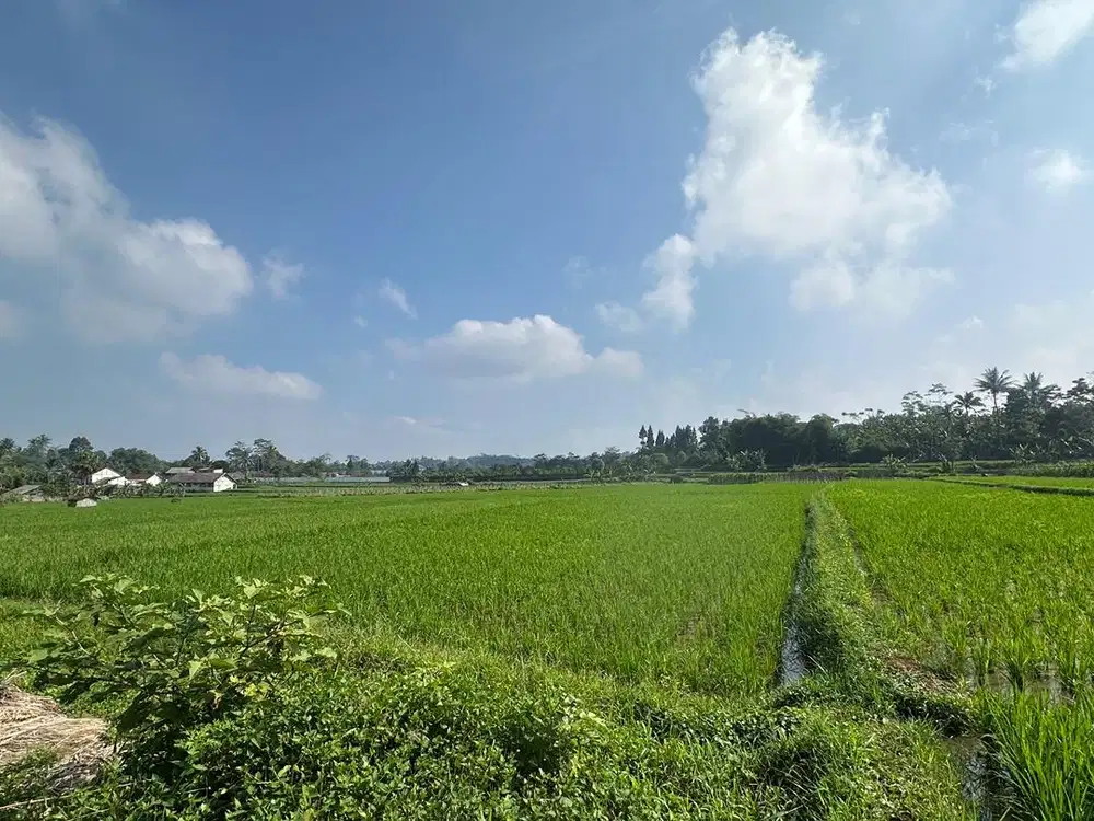 Tanah Sawah 855m² SHM Nagrak Sukabumi