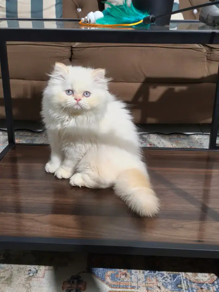 Norwegian X peaknose jantan 2,5bln