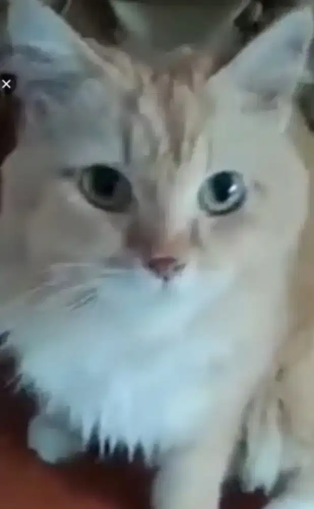 Anak kucing anggora orange