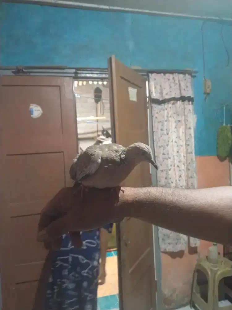 Burung tekukur rawatan