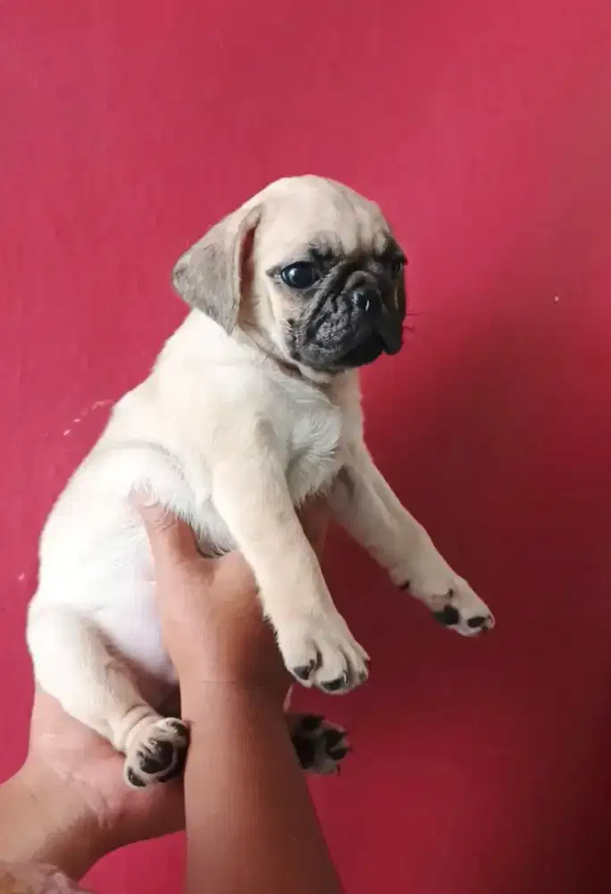 Anakan pug usia 2 bln betina