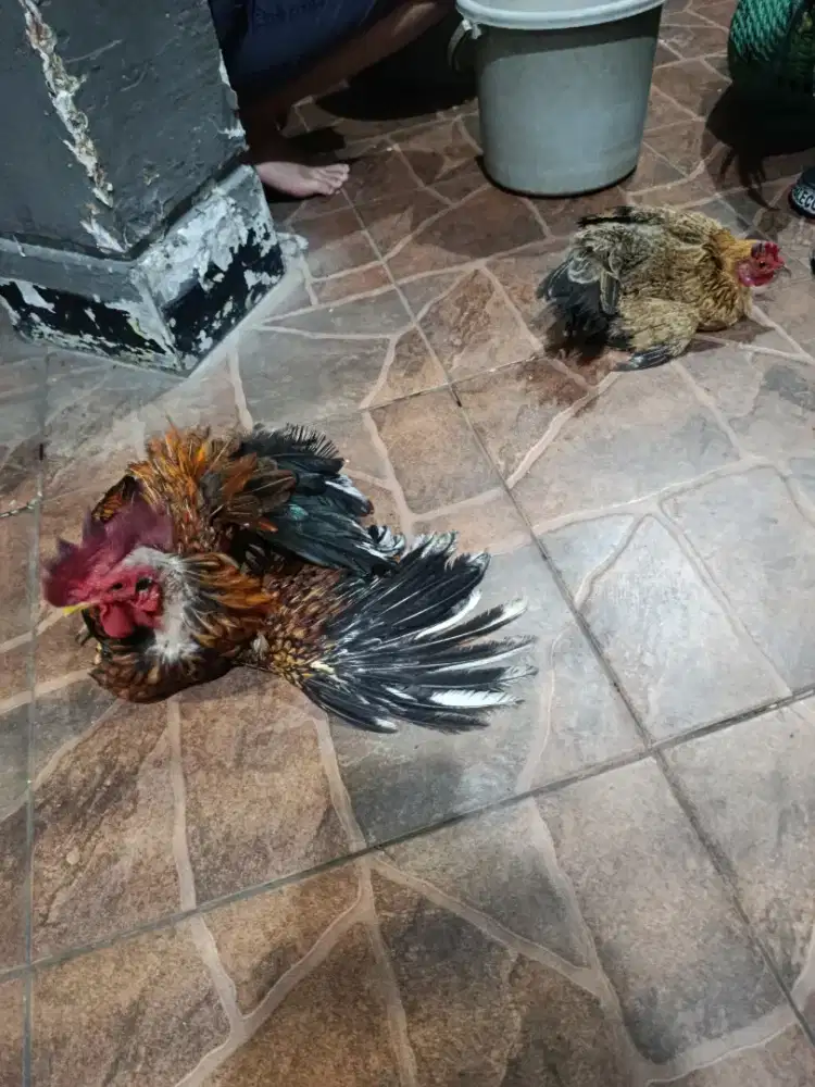 AYAM KATE SEPASANG