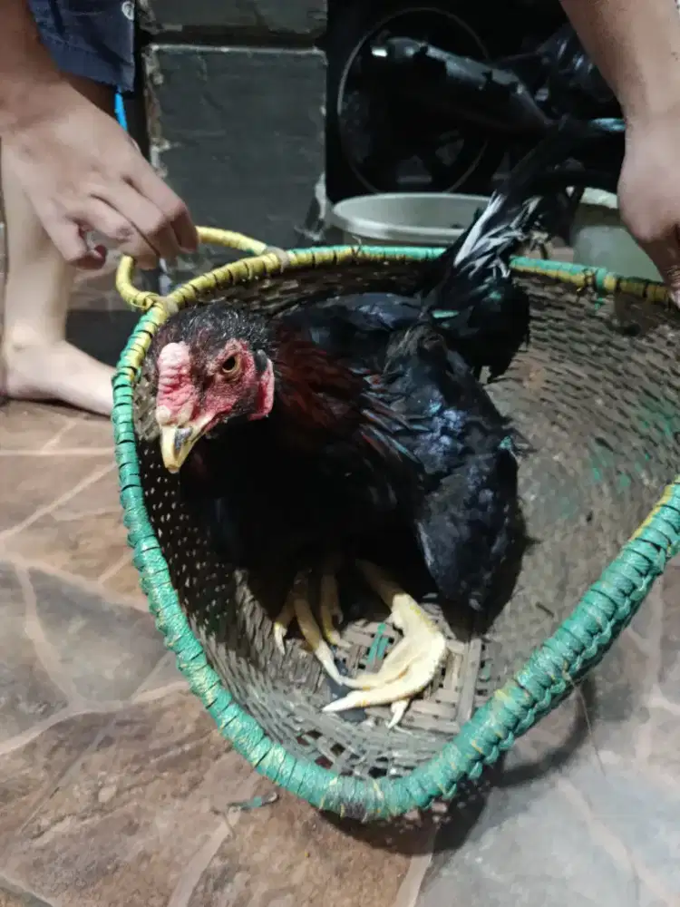 JUAL AYAM BANGKOK