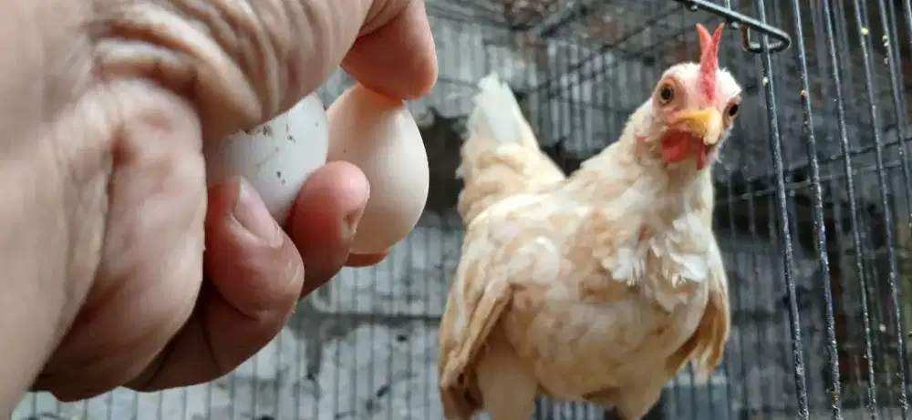 Ayam serama betina
