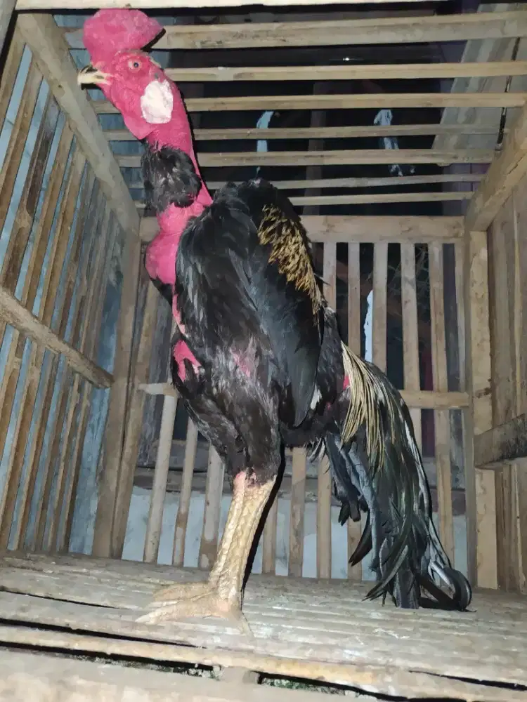 Ayam saigon x mangon,mirip bekisar,shamo.ekor panjang