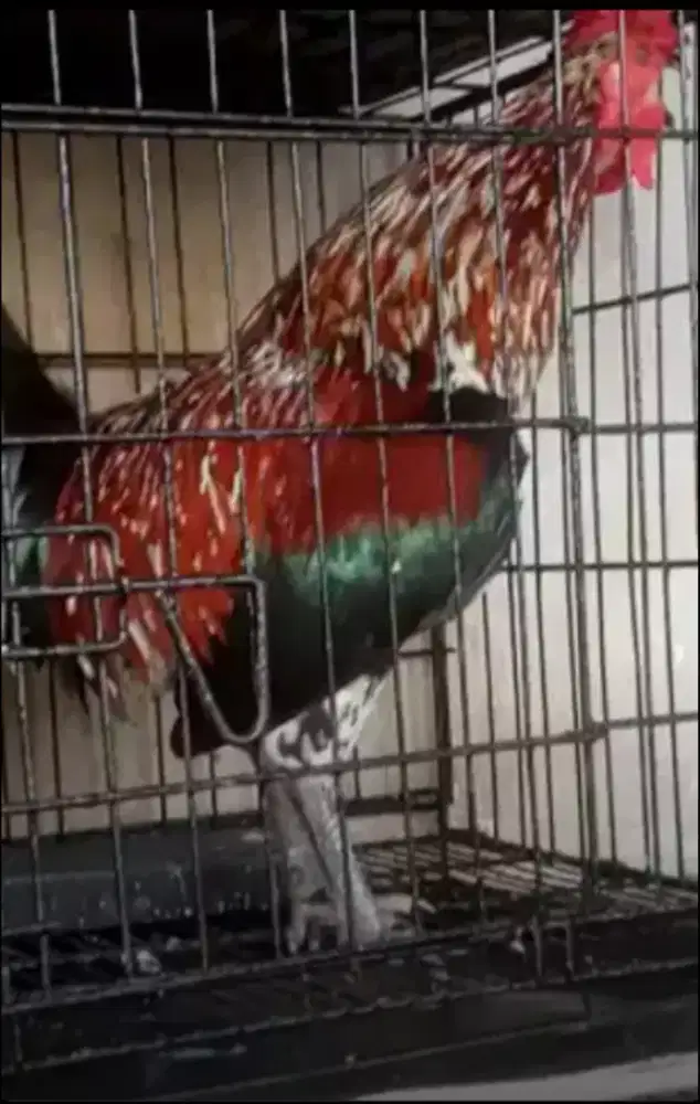 Ayam ketawa jantan rajin kokok