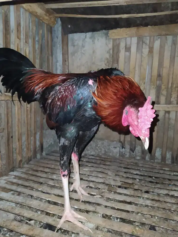 Ayam Bangkok teknik x mangon tanpa sisik ss
