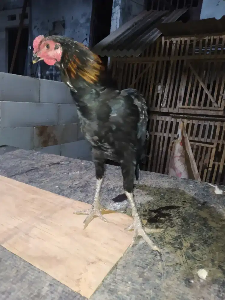 Ayam Bangkok ganoi kaki gunung black bull x shamo japan