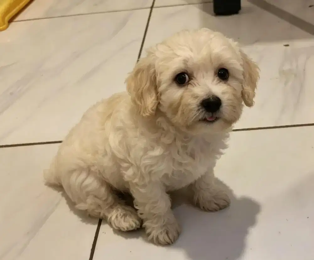 Maltipo betina lucu