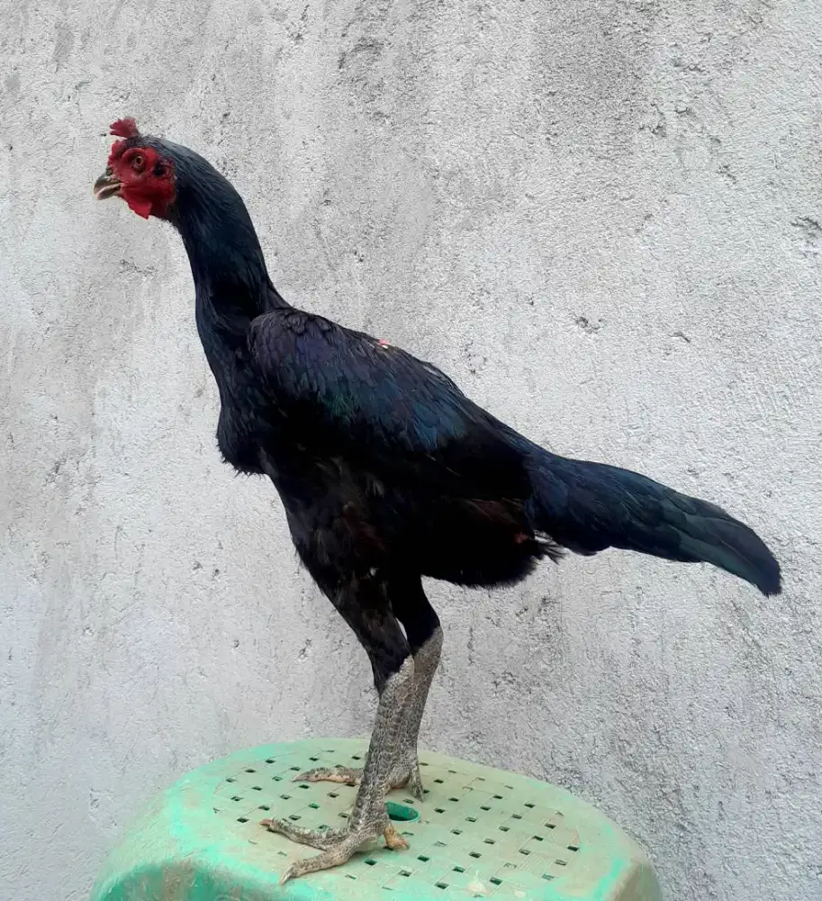 Ayam koyngon brutal