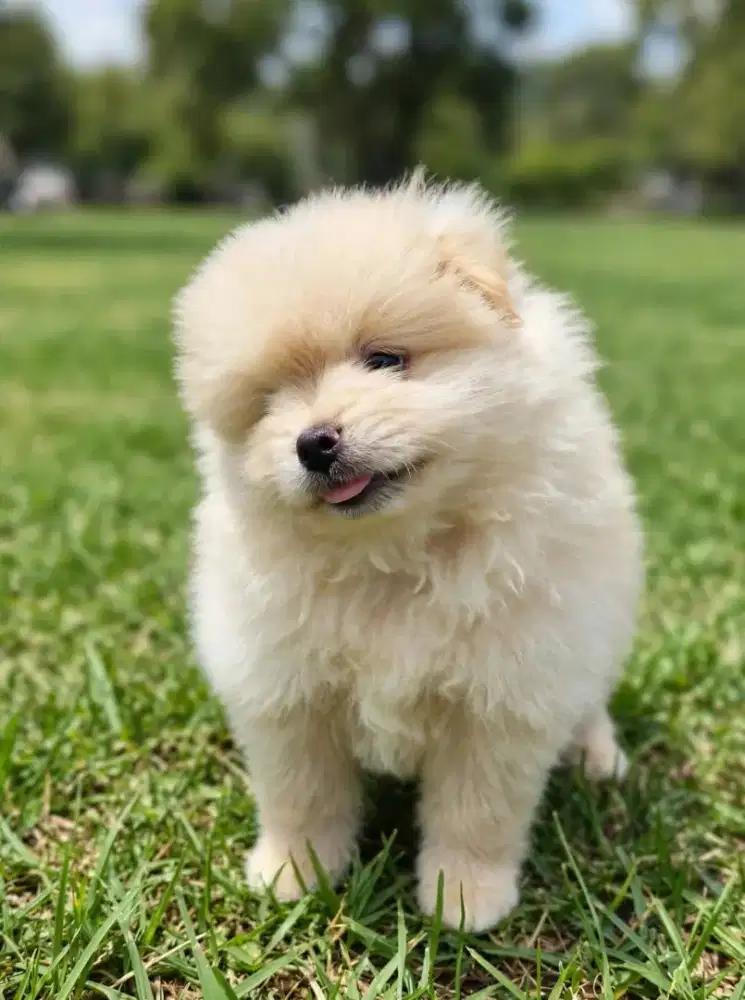 Anjing minipom lucu