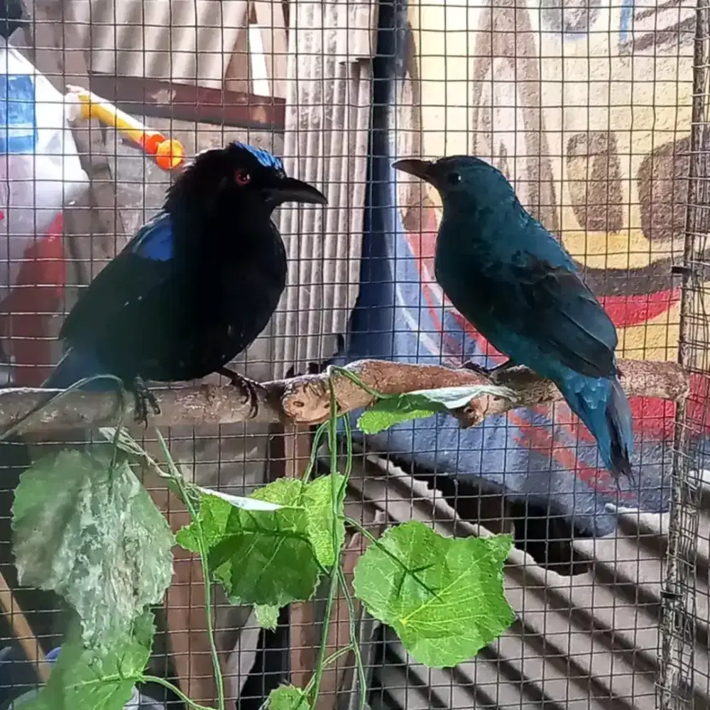 kolektor mangga cucak biru sepasang posisi nuju ambrol