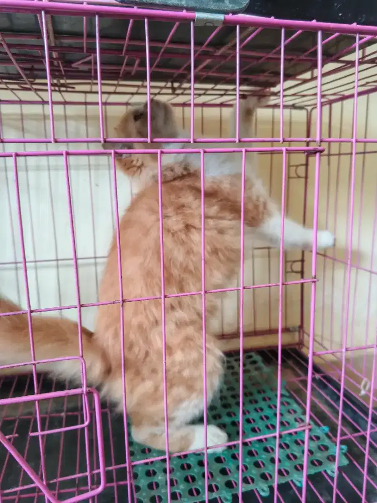Kucing betina birahi
