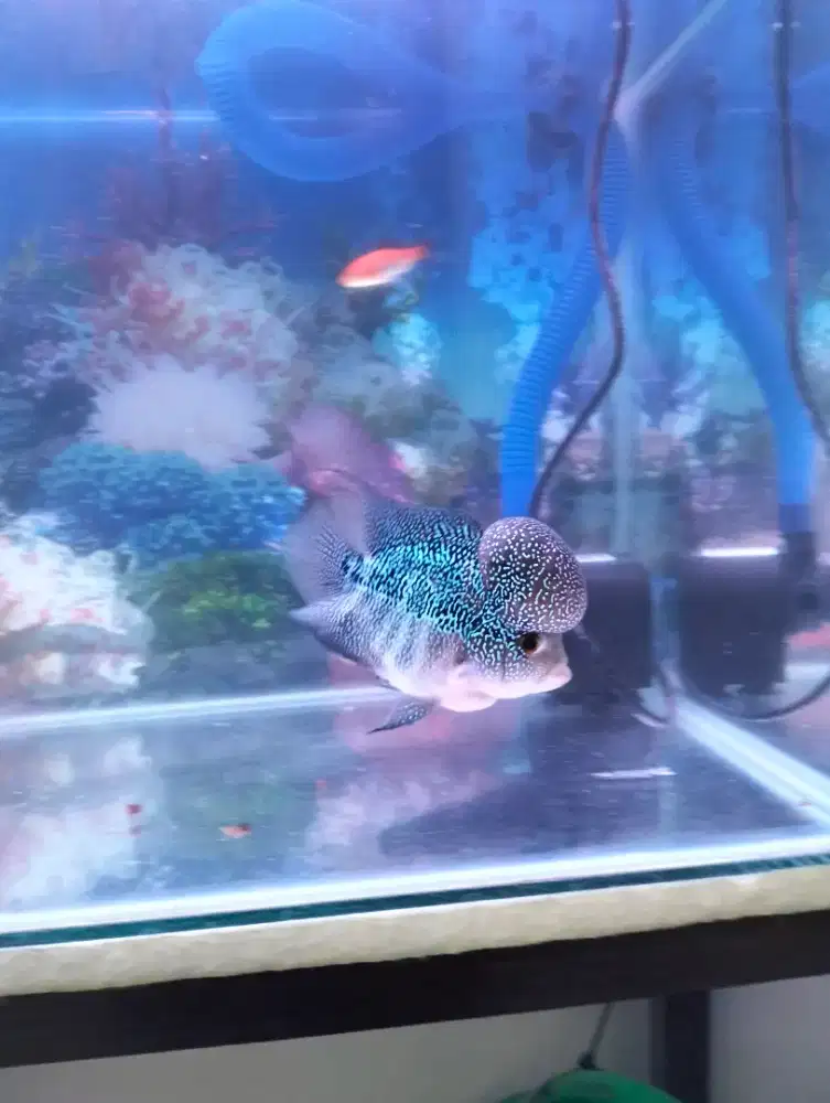 jual ikan louhan