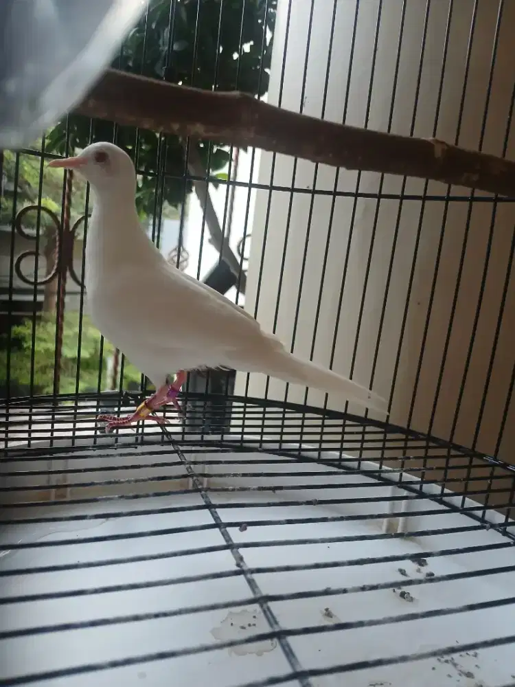 PERKUTUT PUTIH KAPAS