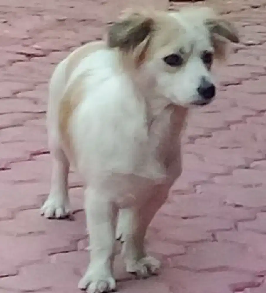 Sayang Anak??2 anak dogy frendly