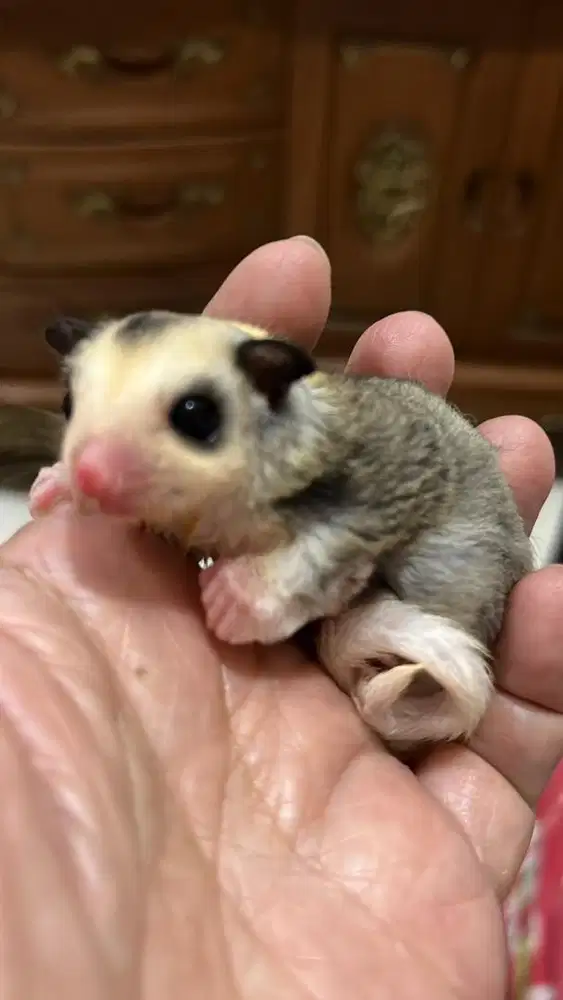 Sugar Glider Joey Mozaic Jantan